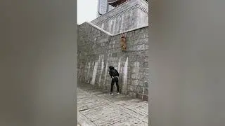 Wow this dog can walk on the wall | gofetch