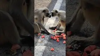 FUNNY MONKEY 🤣 CHECK  THE SMELL OF WATERMELON AT THE MOUTH OF ANOTHER MONKEY 🐒😀 #checking #funny 🐒🤣🍉