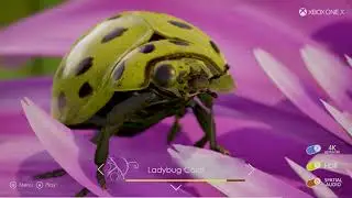 Introducing Insects, an Interactive Ultra HD, HDR Experience