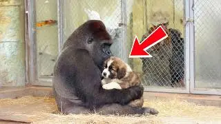Gorilla Won&rsquo;t Let Go of a Small Puppy, What Happens When Zookeepers Arrive | animal stories