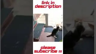 Most Brutal Cat Fight Ever!!!
