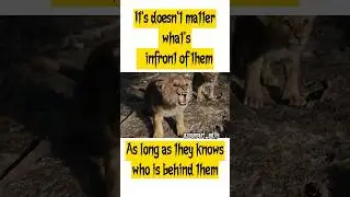 Lion father protecting his sons: The lion king#shorts#lion#lionstatus#trending#viral#attitude
