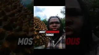 The King of Fruits 👑