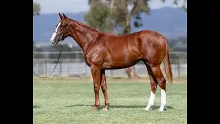 Lot 379 - The Autumn Sun x Sail