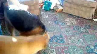 Airedale Playing
