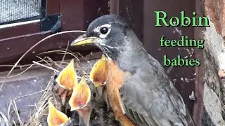 American Robin feeding Babies - then Eats the Baby's Poop (fecal sac) - Close up Birding - Chicago
