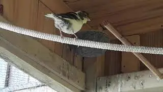 VIVEIRO BOMBANDO DE CANÁRIOS BELGAS