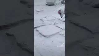 my dog tony vs Cockroach🤣🤣🤣funy