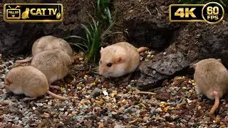 [NO ADS, NO AI] Cat TV for Cats to Watch 😺 Hungry White Mice & Gerbils Feast &ndash; 4K 60FPS