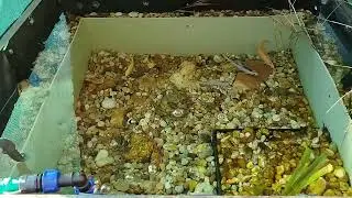 Jalec,čerebla,pstruh duhov&yacute; - alb&iacute;n