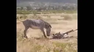 Animal Fight Club