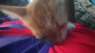 Cat grooming humans for 5 minutes