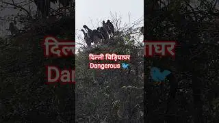 Delhi zoo ll दिल्ली चिड़ियाघर #birds #zoo #shorts #shortsfeed #ytshorts #adventureexploring
