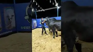 Black Bachri Masha Allah  #cattlefuns #cattleworld #bull #shortvideo #shorts #viralvideo #cattle
