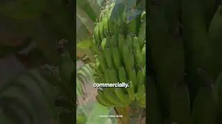 Genetic engineering could save the banana
