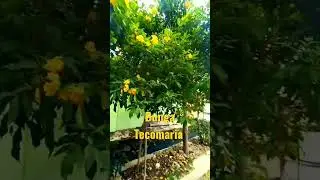 Indahnya Bunga Tecomaria