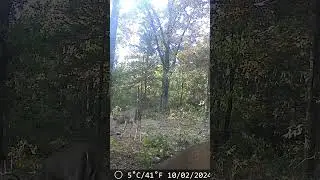 Two nice bucks I think they are both 6 points #hunting #countymusic #buck