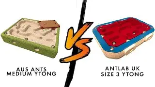 Antlab UK Size 3 Ytong or Aus Ants Medium size????