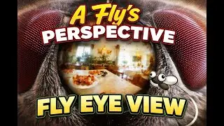 A Fly&rsquo;s Perspective | Fly Eye View 🪰