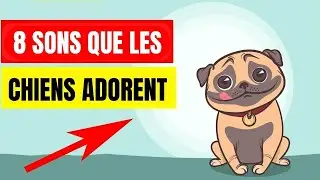 8 sons que votre Chien adore ! 🤩 | Incroyablement Top #chien #sons