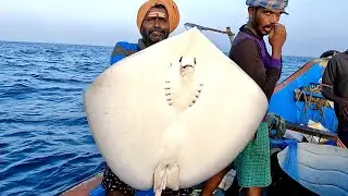 Catching Stingray Fish, Lady Fish & Blubberlip Snapper in the Sea