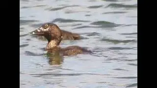 Mother musk duck diving for water plants to feed juvenile