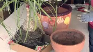 How to Plant a Ponytail Palm : Great Gardening