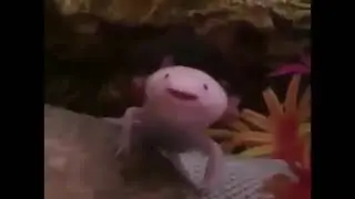 yawn