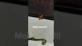 molting Soon! #molt #insects #bug #prayingmantis #cute #music #funny #bugs #molting #insect #mantis