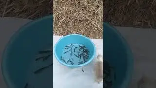 18 ноябрь 2022 года. 🐈кошки 🐟🐳