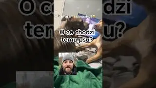 Analiza zachowania psa 🔎 O co chodzi temu psu? Czemu tak się zachowuje?#behawiorysta #pies