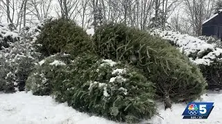 Olympic Jumping Center calling for Christmas tree donations as Aerials competition gears up