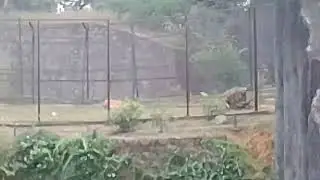 Royal Bengal Tiger In Vandalur Zoo With Katy Perry Roar 
