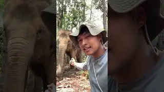 Elephants are like other pets. #thailand #nature #culture #elephant #trip #animal #chiangmai