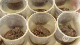 Manejo de camarón blanco en etapa reproductiva | La Finca de Hoy