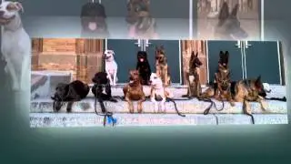 Dog Trainer | Chicago, IL &ndash; Chicago Canine Academy