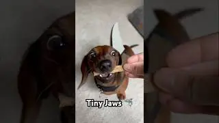 Mini dachshund dresses as his aquatic, spirit animal for Halloween