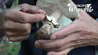 Conoscere i Funghi: Amanita Rubescens [ COMMESTIBILE ]