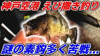 【苦戦】神戸空港で夜のえび撒き釣り！真冬のメバルを狙うぞ！