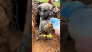 Дикая собака-мать рискует, позволяя своему щенку пить (@countrysidepuppy) #шорты