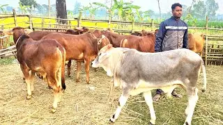 20/1/26/বর্ডার এলাকা থেকে সেরা জাত মানের এত গরু কোথায় যাচ্ছে রিয়াদ এগ্রো থেকে।