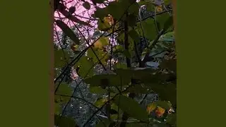 BackRoom (Remix)