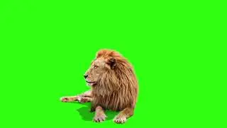 Male Lion   Best Green Screen