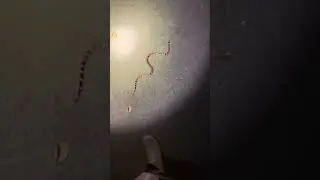 Central American Coral Snake!!