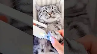 ASMR Cat Nail Clipping #cat #catcare #pets #catpick #catnails #asmr #satisfying #catcaretips