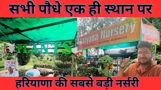 Haryana Nursery Of Patodi Haryana | Fruit plants | Flower plants