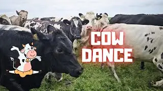 The cow dance! At least there are black cows... But these are scary!😱 | Friesian Horses
