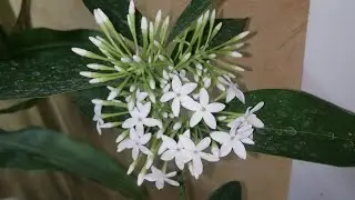 Acokanthera oblongifolia Акокантера