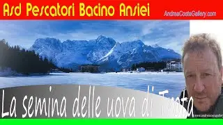 La semina delle uova di trota Fario - Auronzo di Cadore Dolomiti