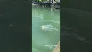 A versatile dog, I envy its diving skills.
